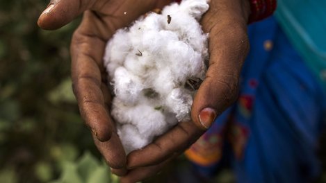 Man holding cotton in his hands